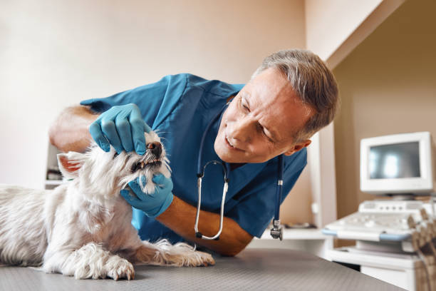 Best Broken or Chipped Tooth Repair in Burnsville, NC